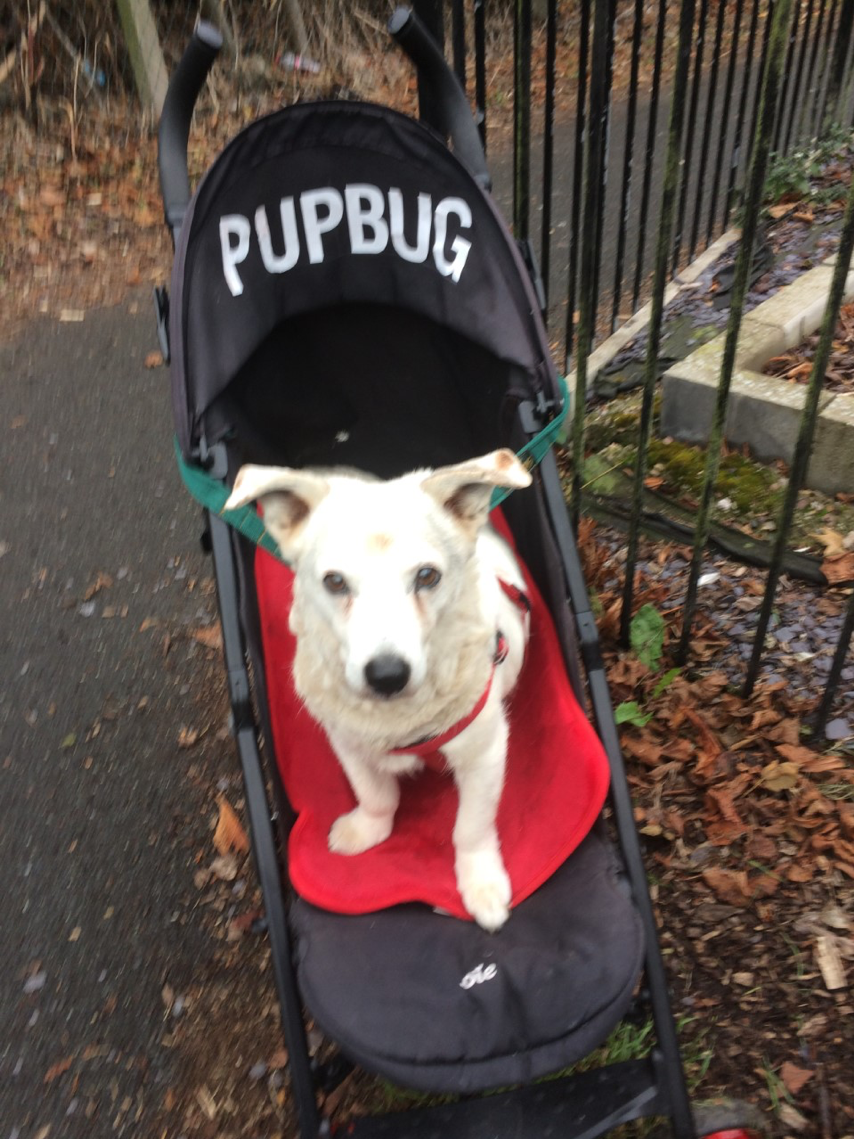 Tuesday, 9th October 2018 Bone Dry Dog Coats